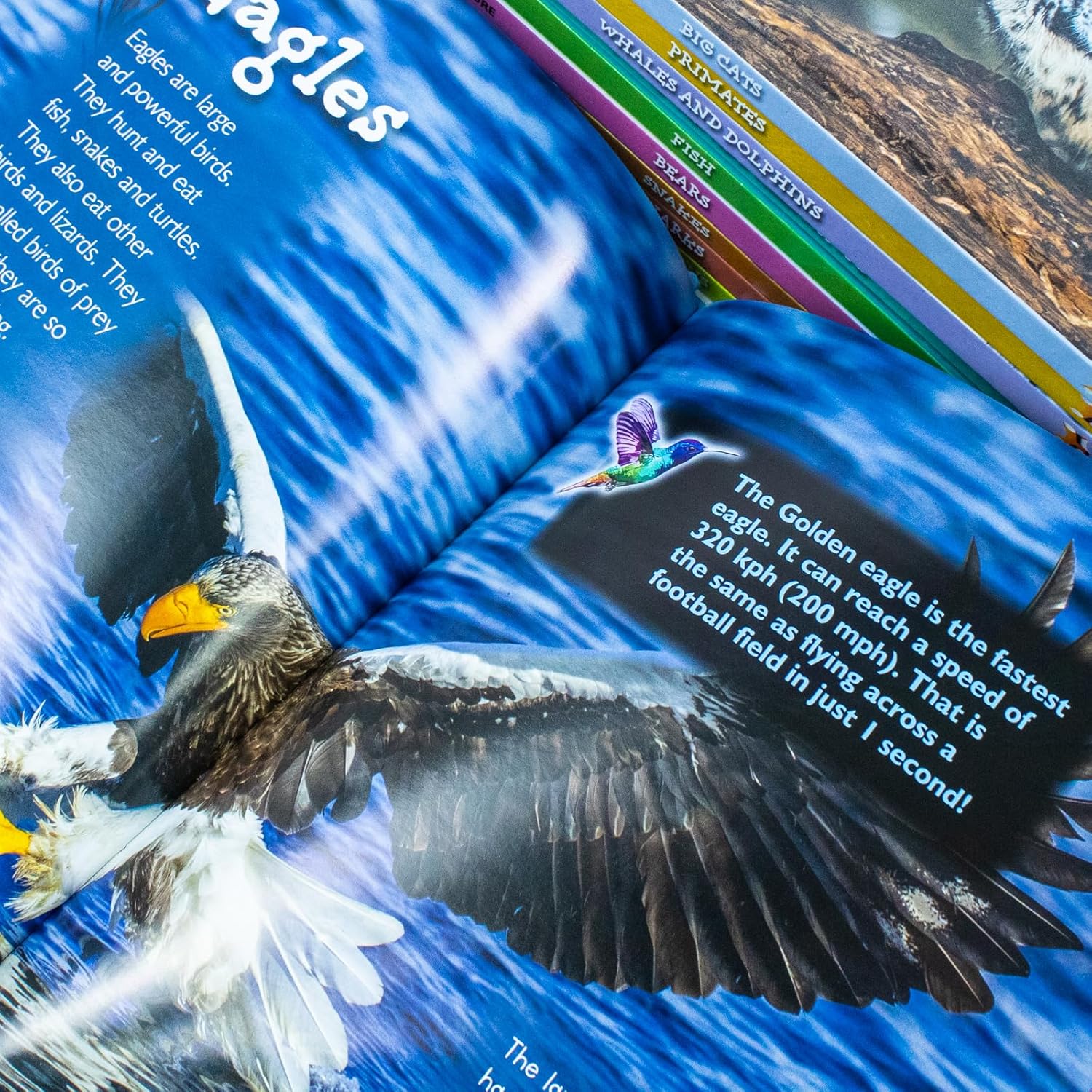 Children Introduction to Nature for Beginners by Jasmine Brooke 10 Books Collection Set - Ages 0–5 - Hardback - Lets Buy Books