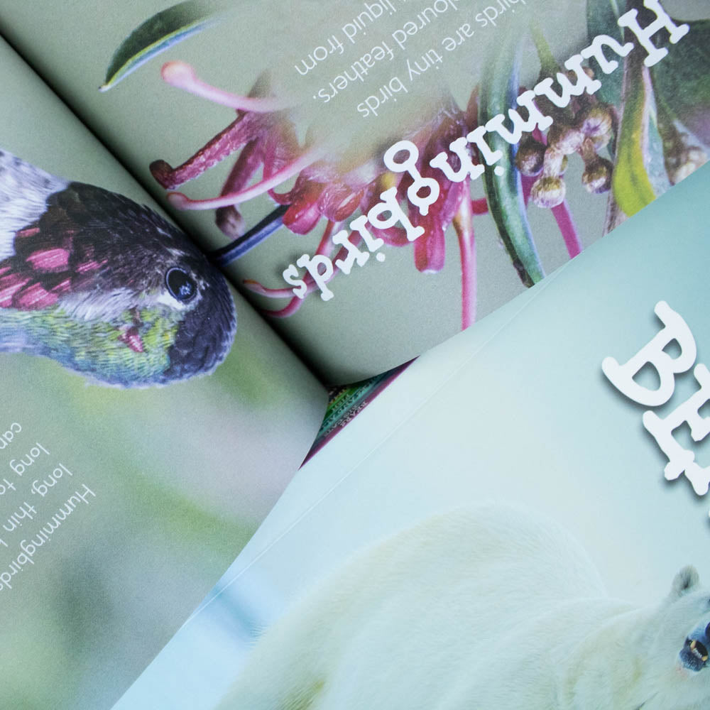 Children Introduction to Nature for Beginners 10 Books Collection Set (Bears, Big Cats, Birds) - Lets Buy Books