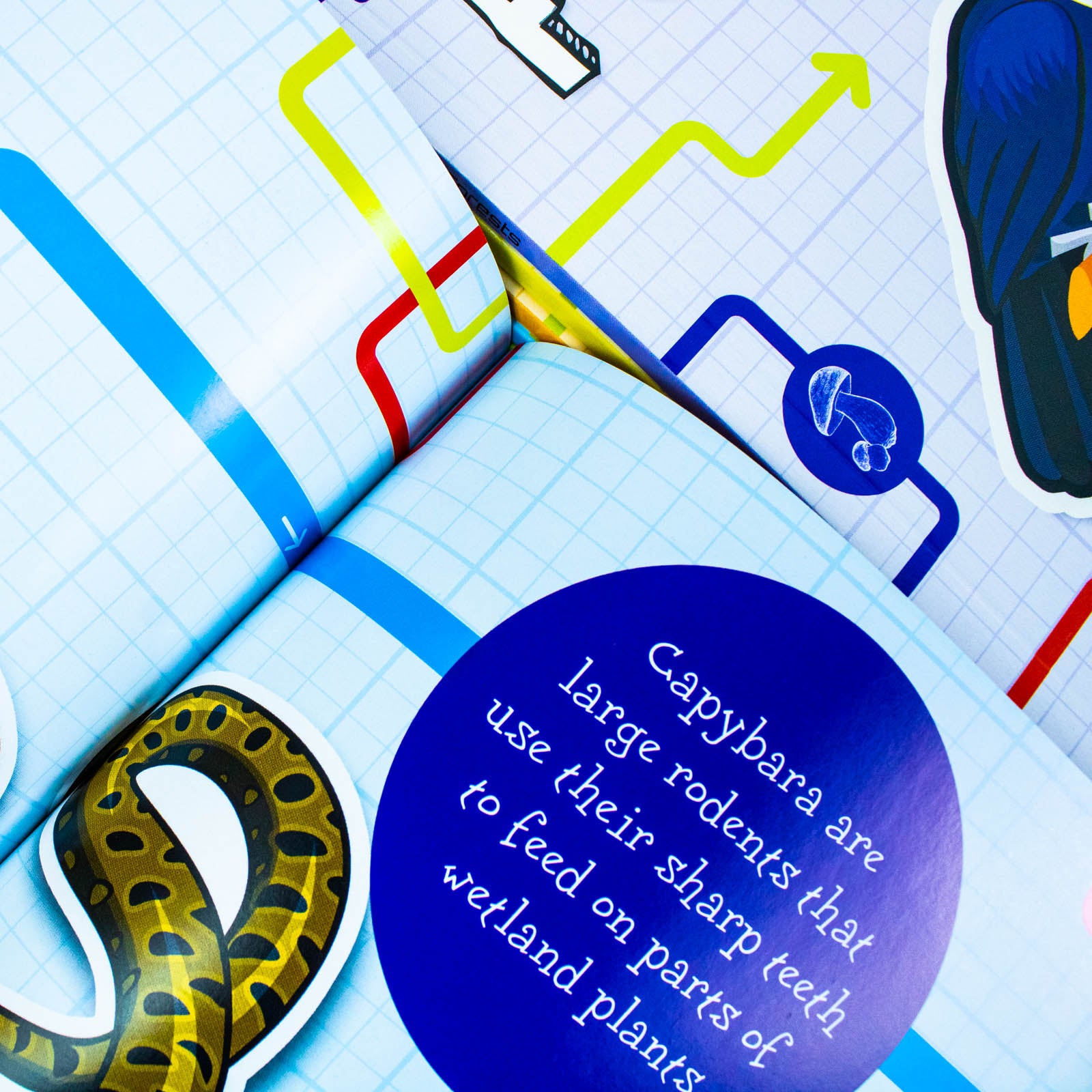 Flowchart Explorers Ecosystems STEM 6 Geography Science Books Collection Set Deserts, Oceans - Lets Buy Books