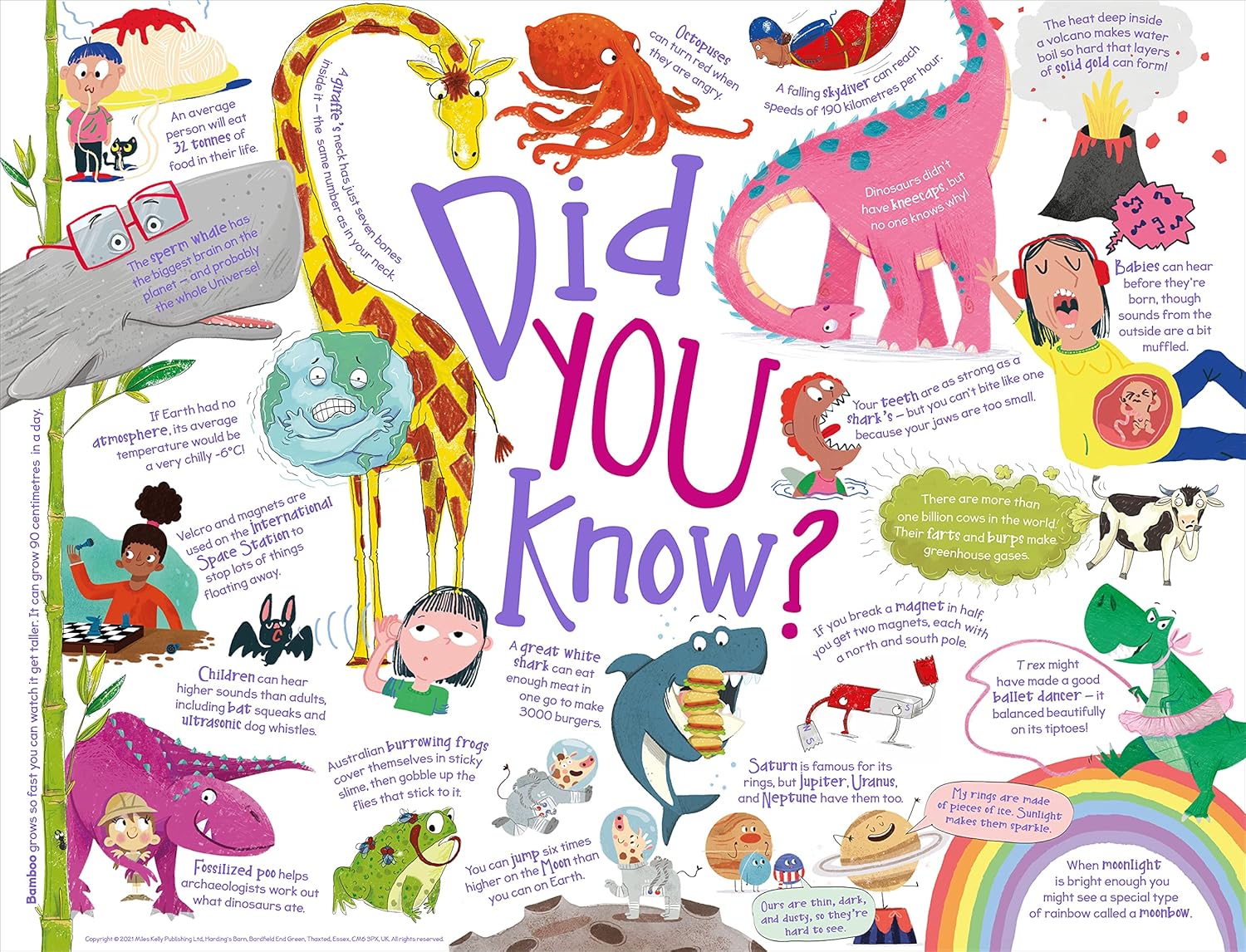 A Curious Collection of Questions and Answers 8 Books Collection Box Set Paperback - Lets Buy Books