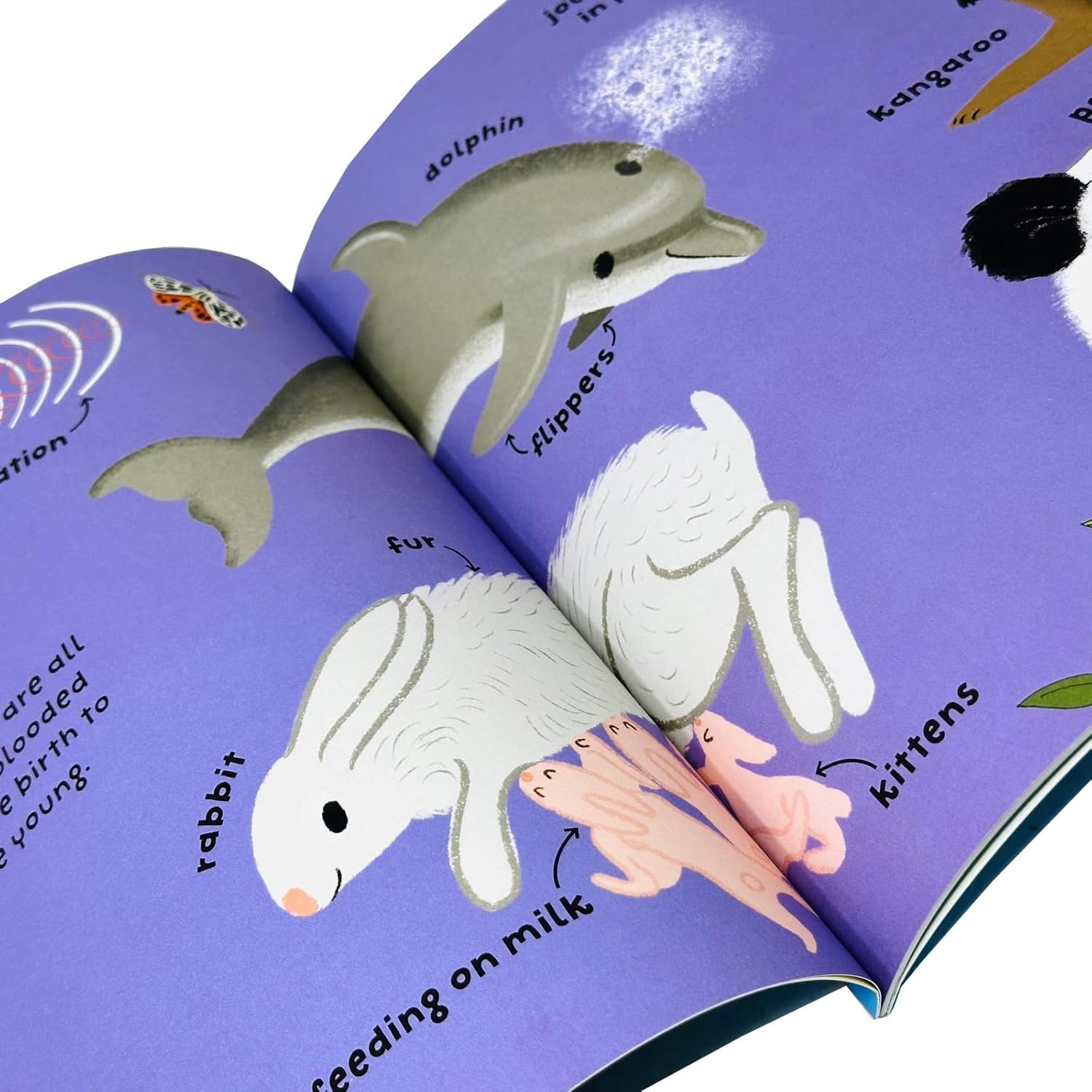 Big Words for Little Experts 10 Books Collection Set(Animals, Birds, Body, Bugs, Dinosaurs, Habitats) - Lets Buy Books