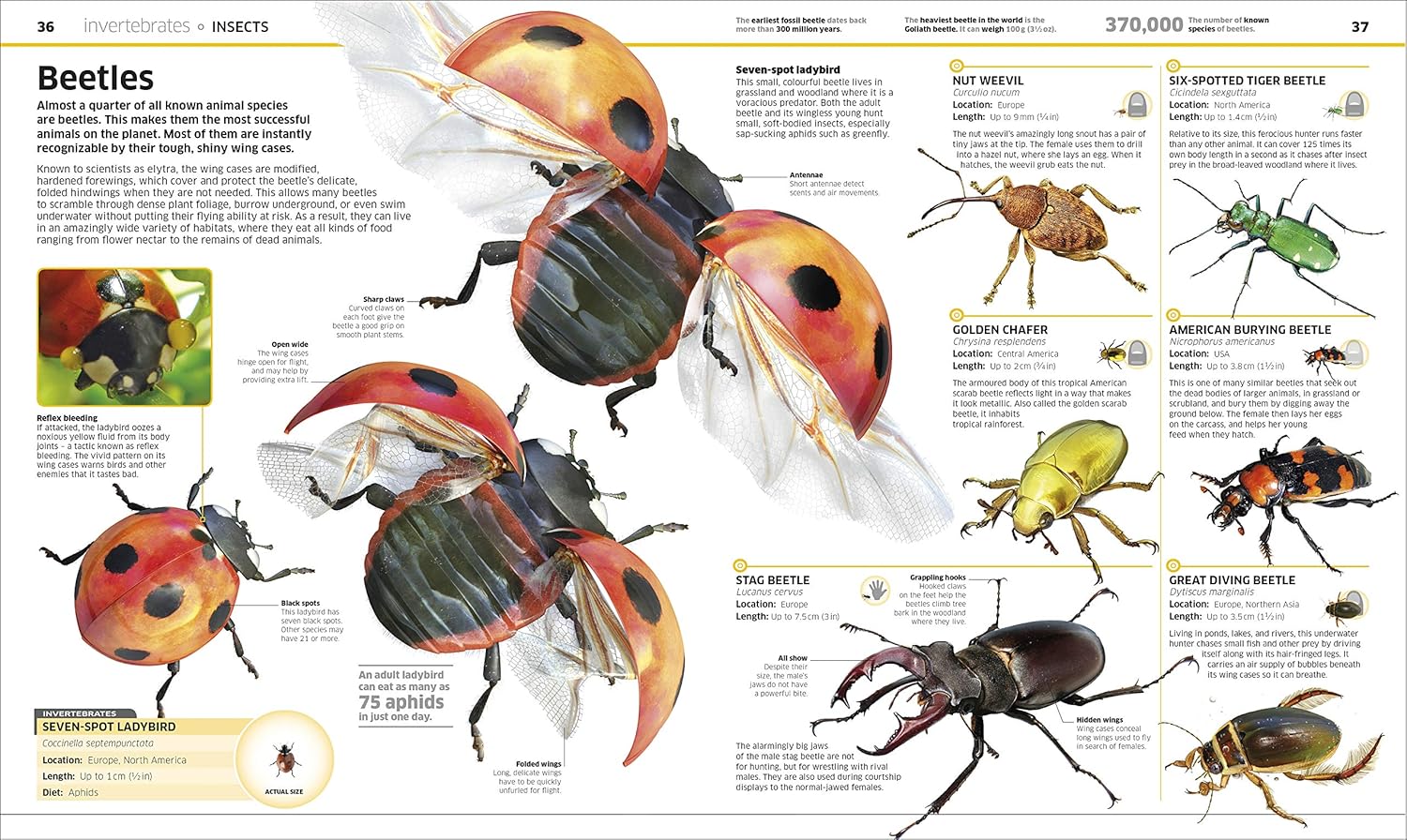 Knowledge Encyclopedia Animal!: The Animal Kingdom as you've Never Seen it Before - Lets Buy Books