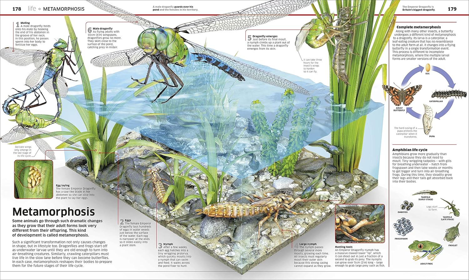 Knowledge Encyclopedia Science by DK - Lets Buy Books