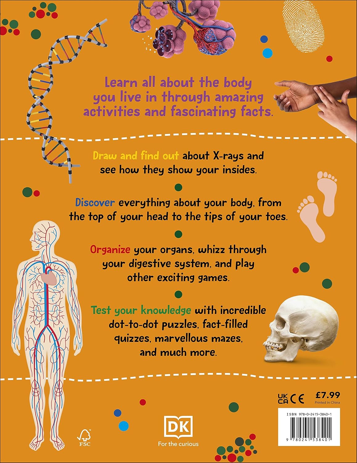 Fact-Packed Activity Book Human Body by DK - inside spread showing anatomy facts and activities