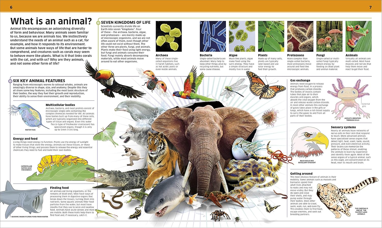 Knowledge Encyclopedia Animal! hardback spread showing animal habitats and species diversity