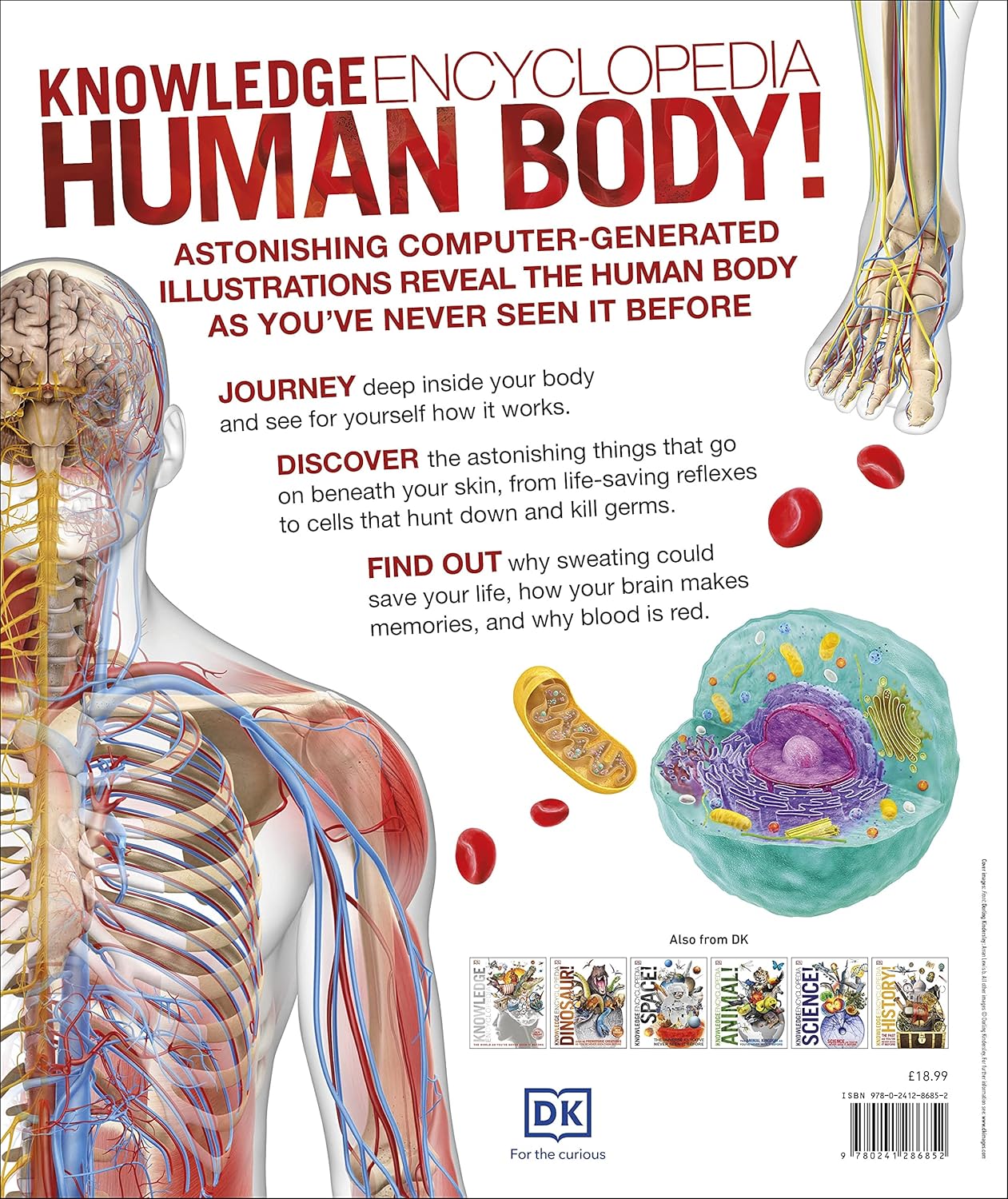 Knowledge Encyclopedia Human Body! by DK - inside page showing CGI human body illustrations