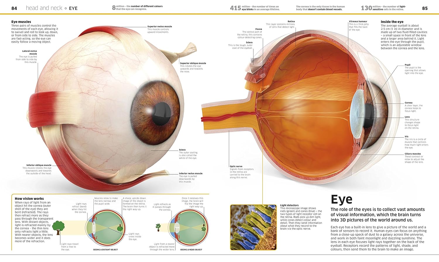 Knowledge Encyclopedia Human Body! by DK - cross-section artwork of human organs