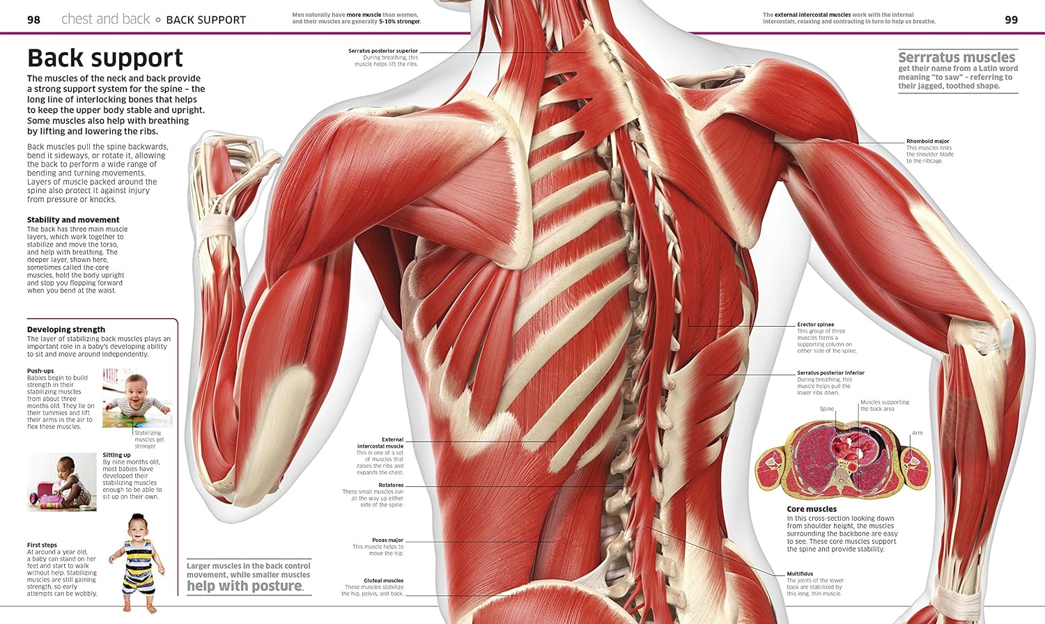 Knowledge Encyclopedia Human Body! by DK - human body systems illustrated for kids