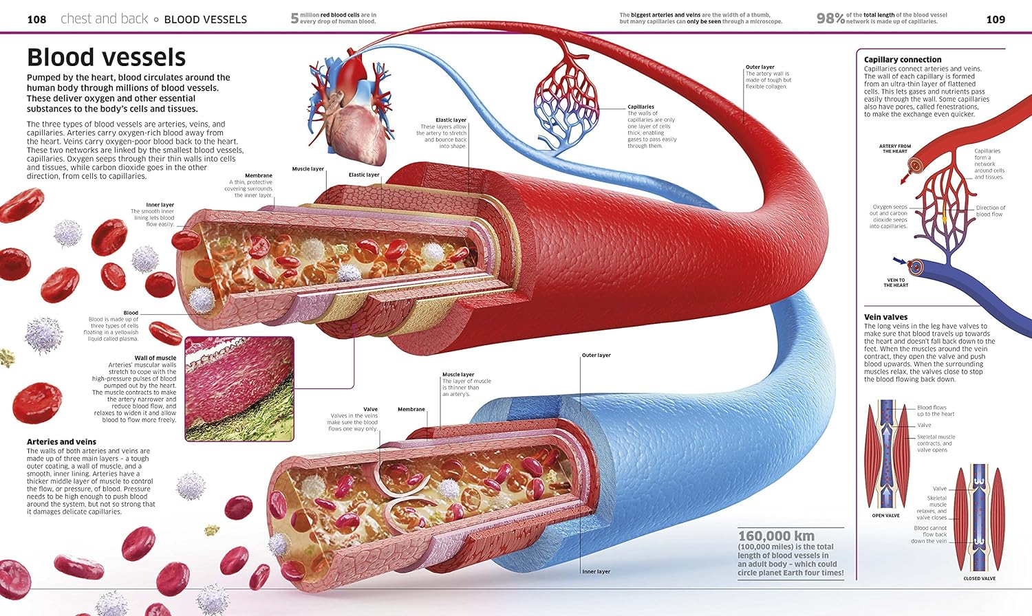 Knowledge Encyclopedia Human Body! by DK - encyclopedia page on body facts and figures