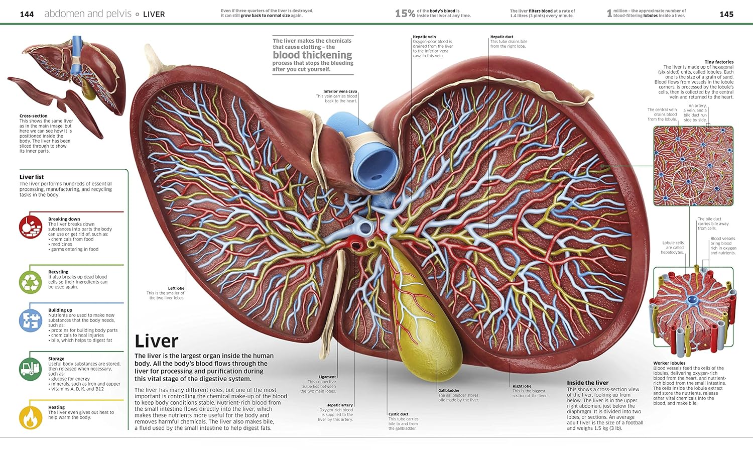 Knowledge Encyclopedia Human Body! by DK - CGI illustrated human anatomy spread