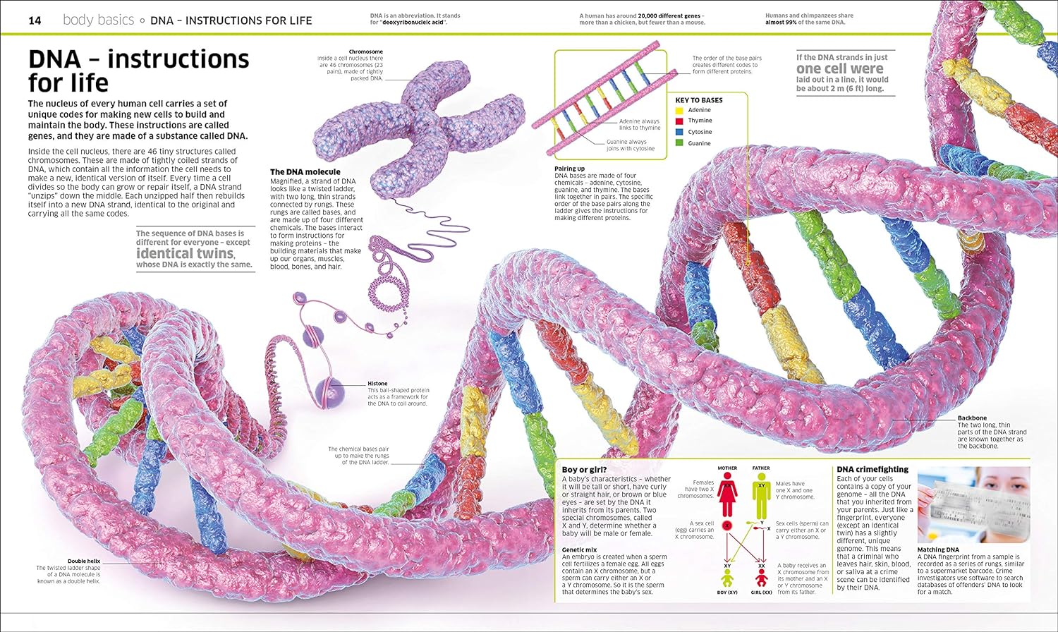 Knowledge Encyclopedia Human Body! by DK - detailed body systems chapter page