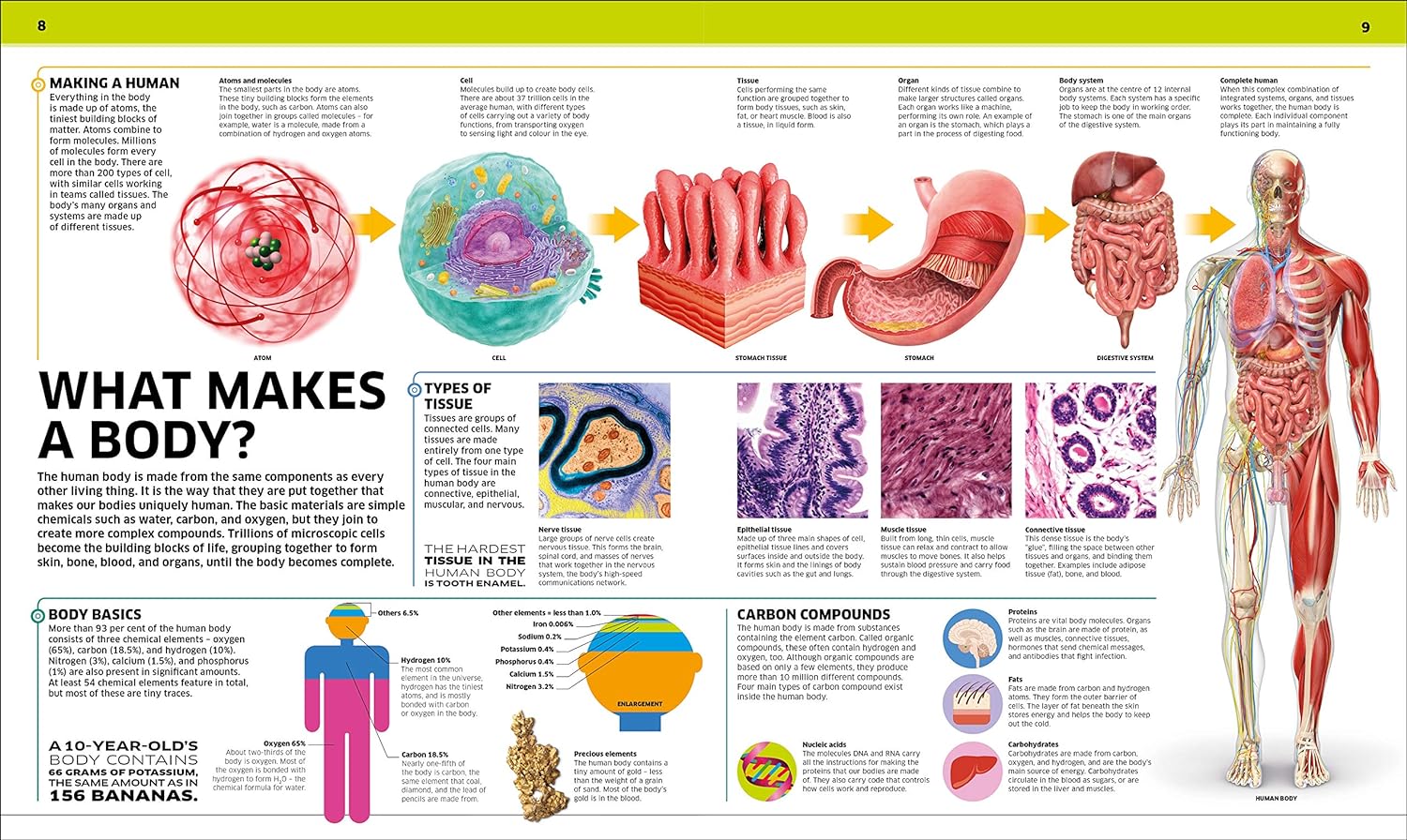Knowledge Encyclopedia Human Body! by DK - back cover and book details