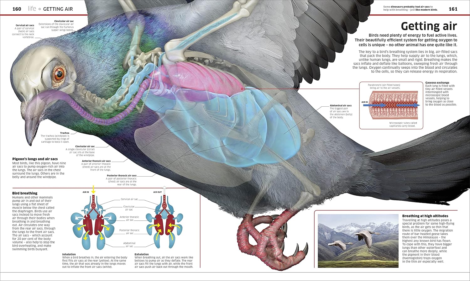 Knowledge Encyclopedia Science by DK - hardback interior spread showing scientific diagrams