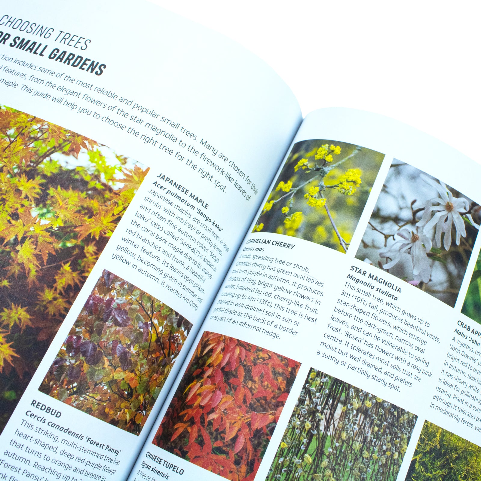 Detail spread from RHS How to Garden When You're New to Gardening hardback by the Royal Horticultural Society