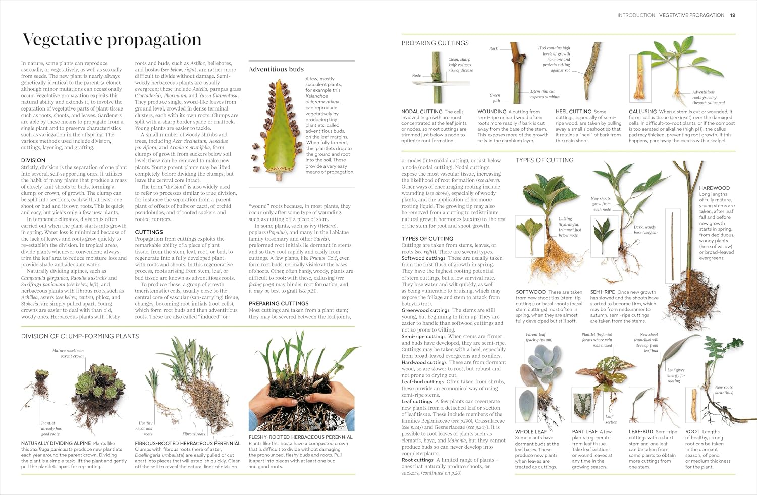 RHS Propagating Plants by DK hardback - back cover showing gardening propagation guide details