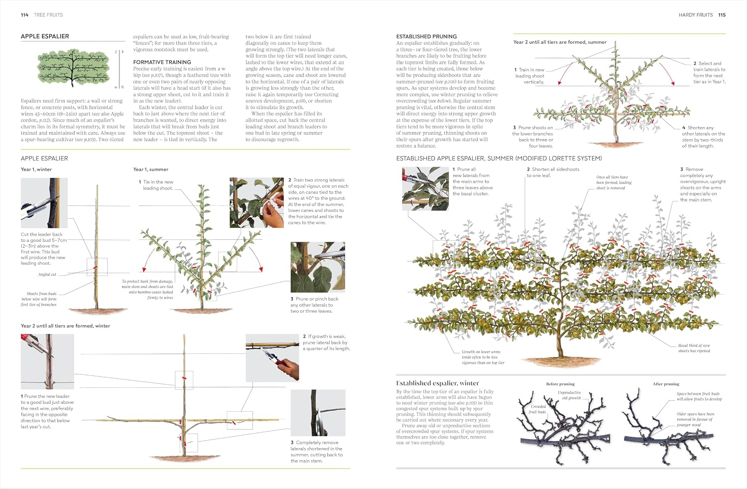 RHS Pruning and Training by DK hardback back cover with book description