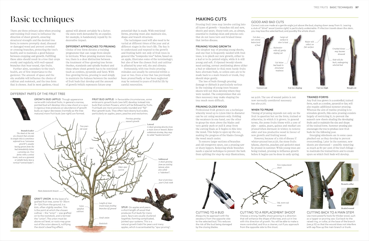 RHS Pruning and Training illustrated page covering climbing plant training techniques